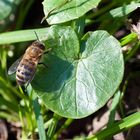 so langsam kommen die Insekten usw. wieder zum Vorschein