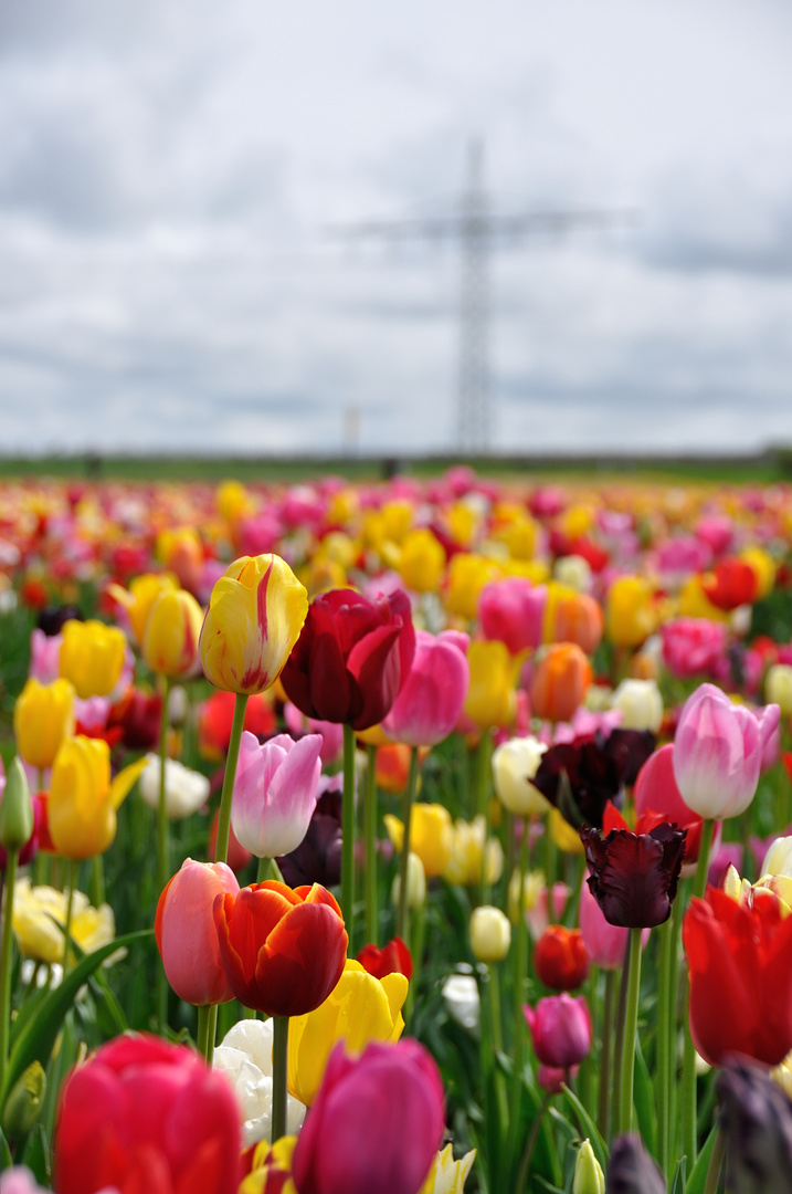 So langsam kommt der Frühling