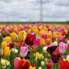 So langsam kommt der Frühling