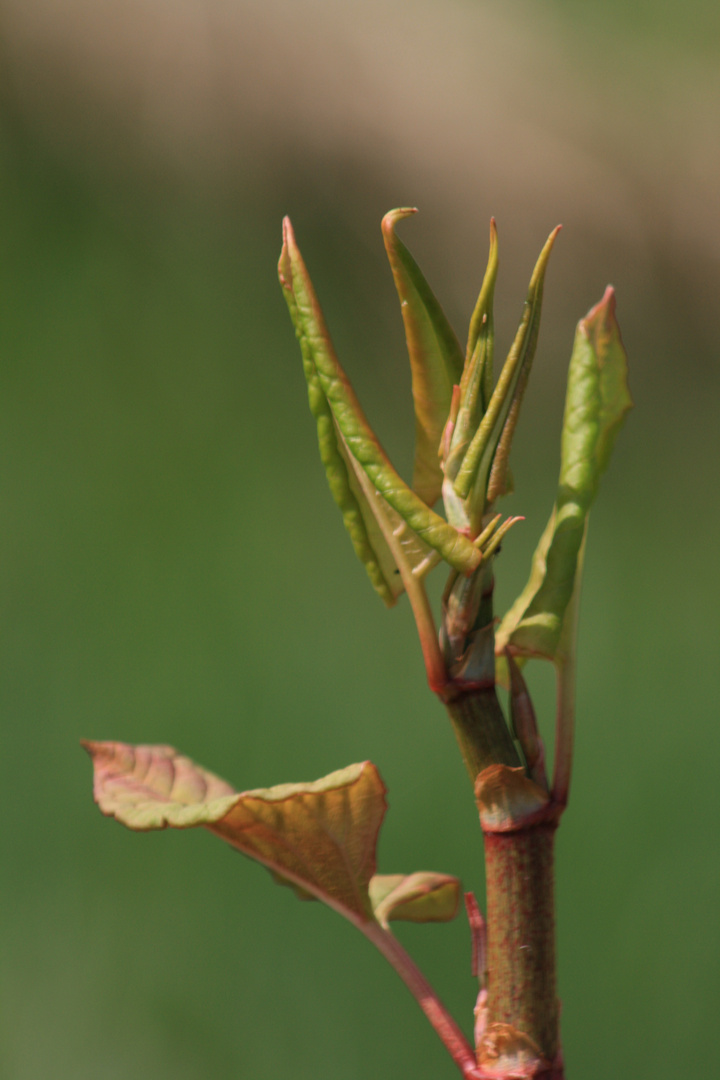 so langsam kommt der Frühling auch in Herne bei den Blumen an