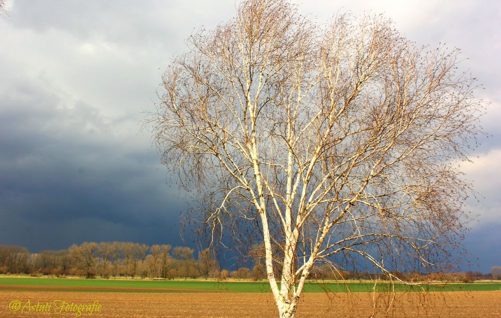 So langsam möchte ich bitte Frühling haben!