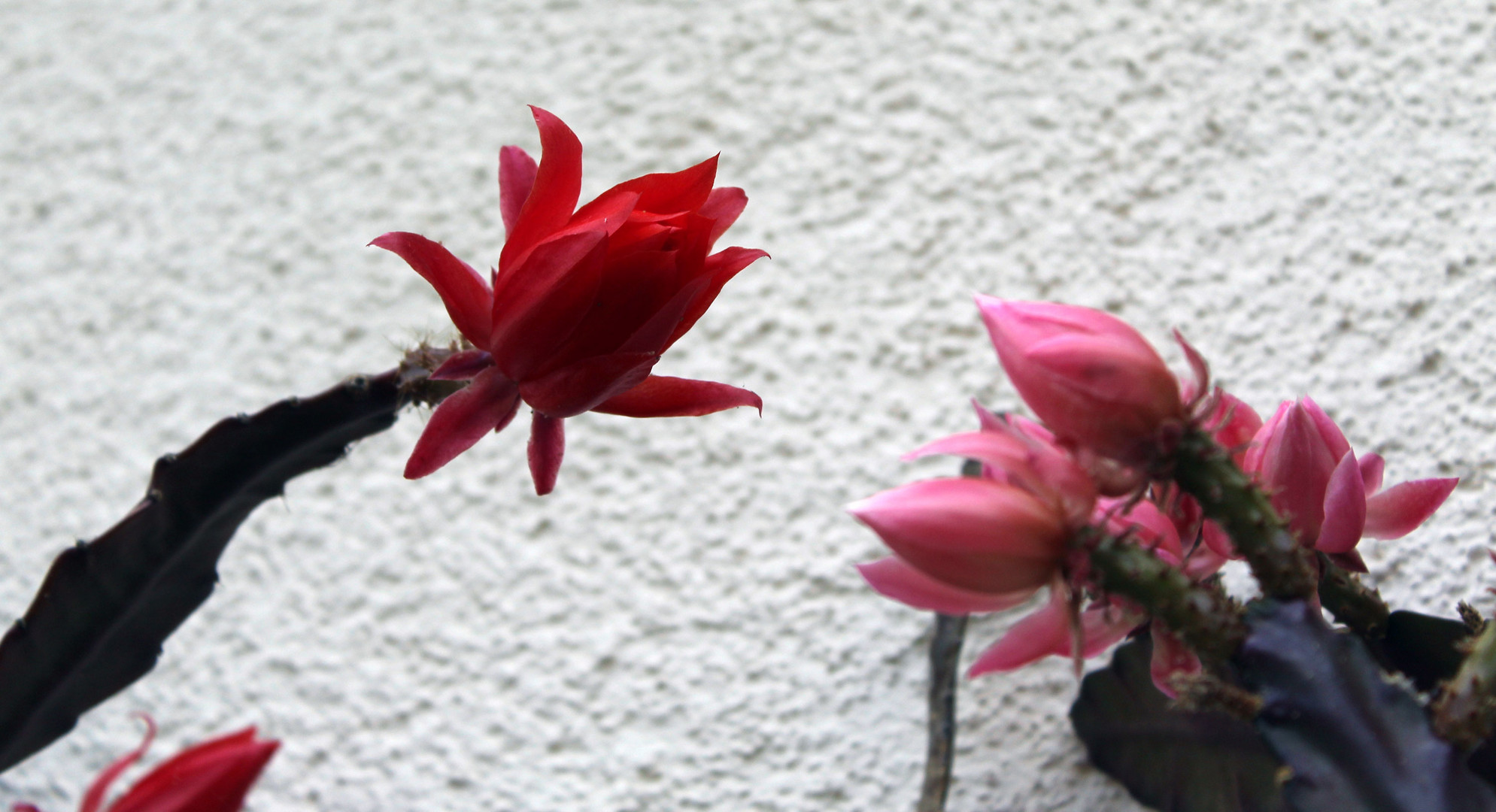 so langsam öffnen sich die Blüten der Kaktee