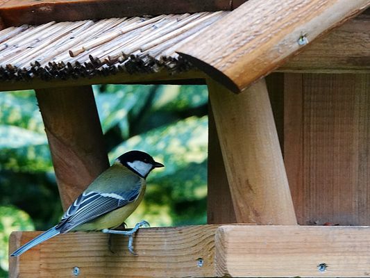so langsam scheint es sich herumzupiepsen