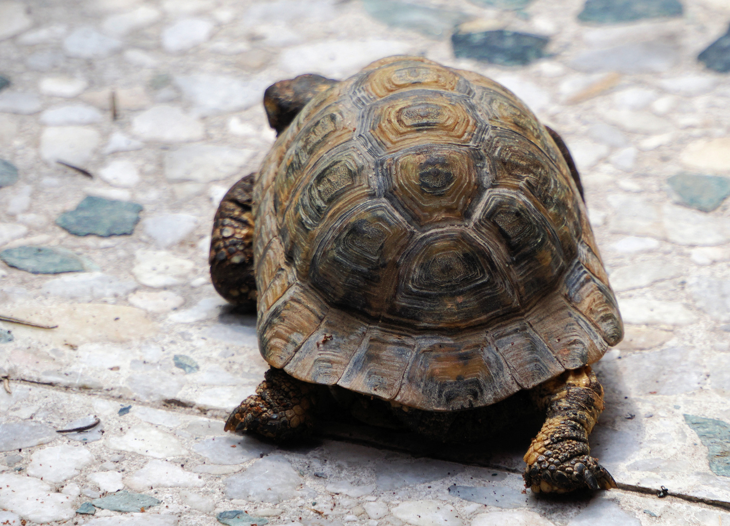 So langsam sind Schildkröten nicht … 