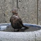 so langsam wird das Wasser kälter 