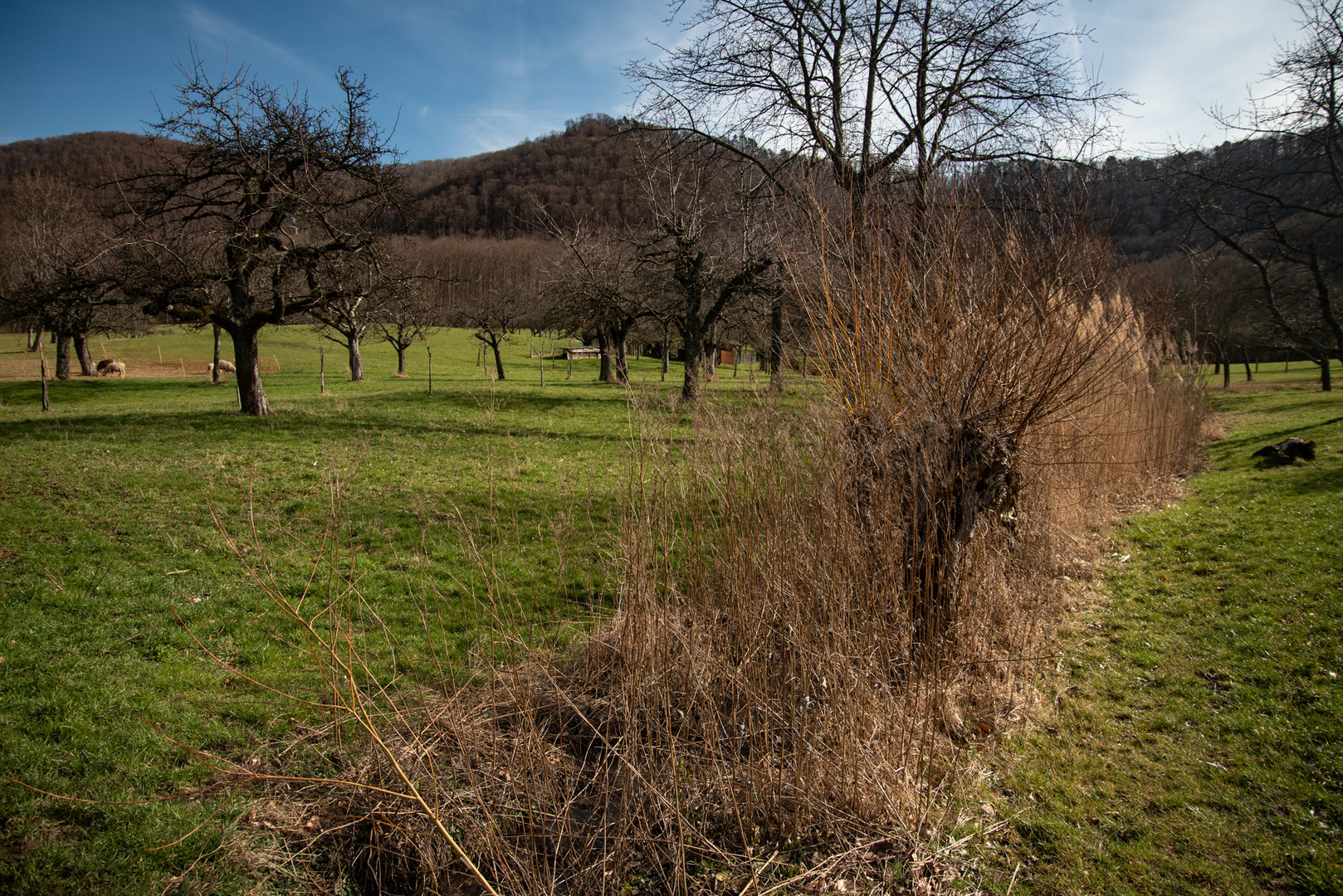 so langsam wird`s Frühling