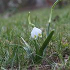 so langsam zeigt sich der Frühling