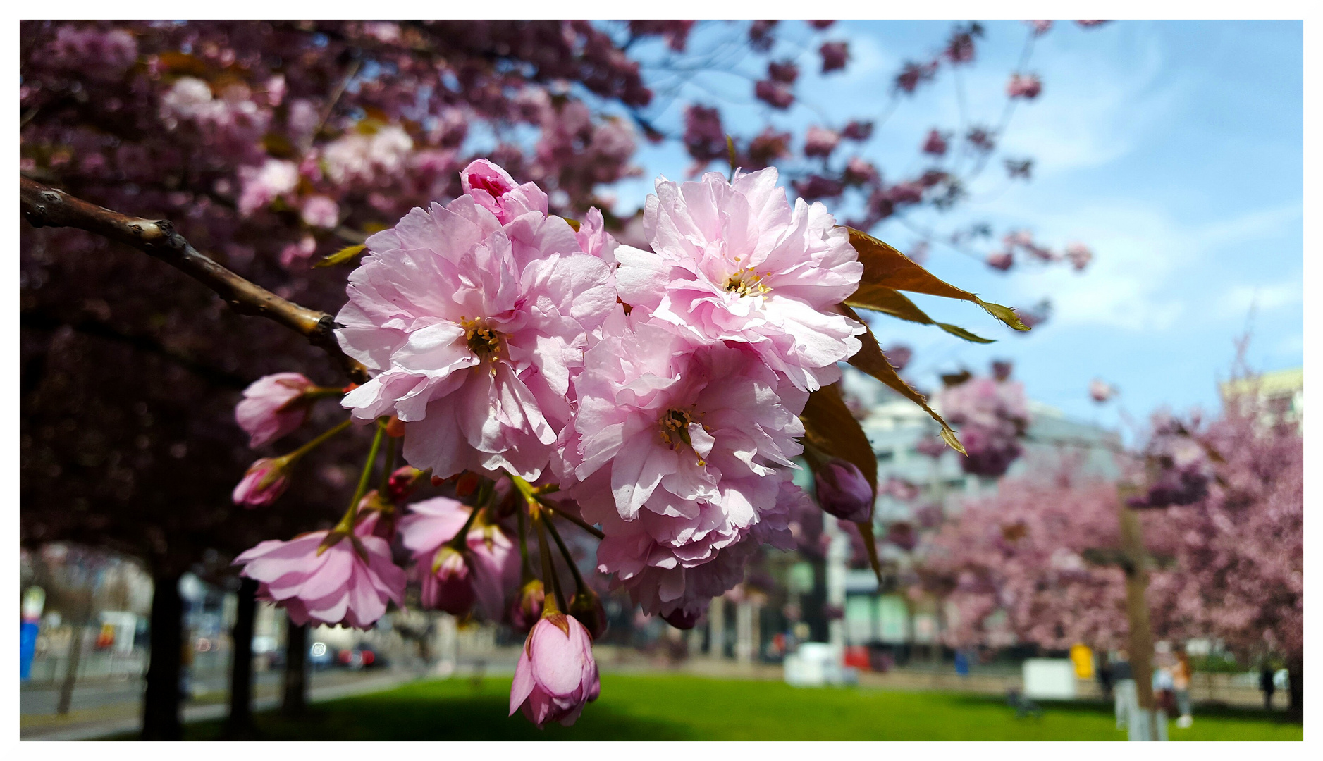 So lasset die Blüten blühen