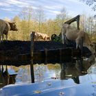 So leben glückliche Kühe im Spreewald