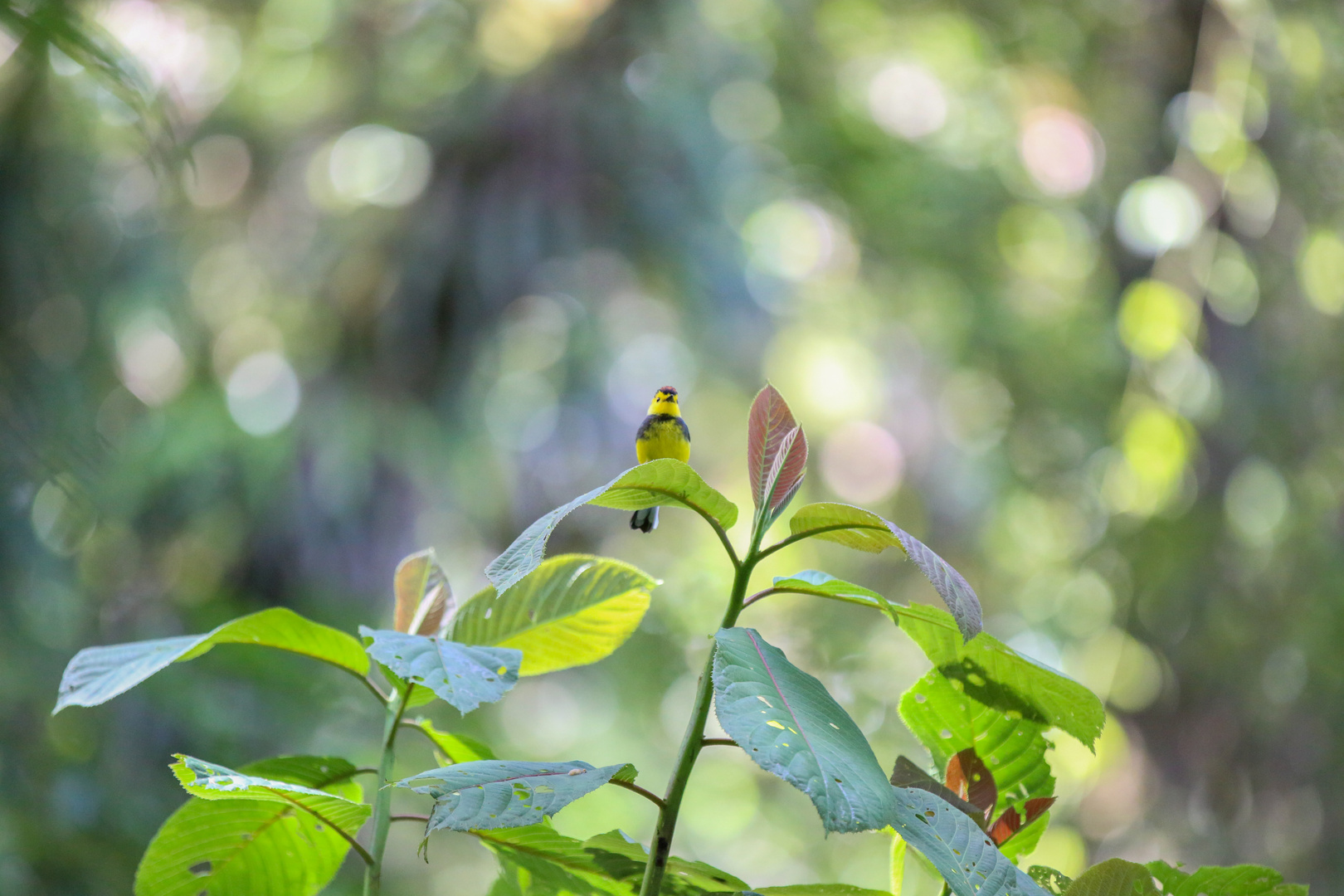 So leicht wie ein Blatt