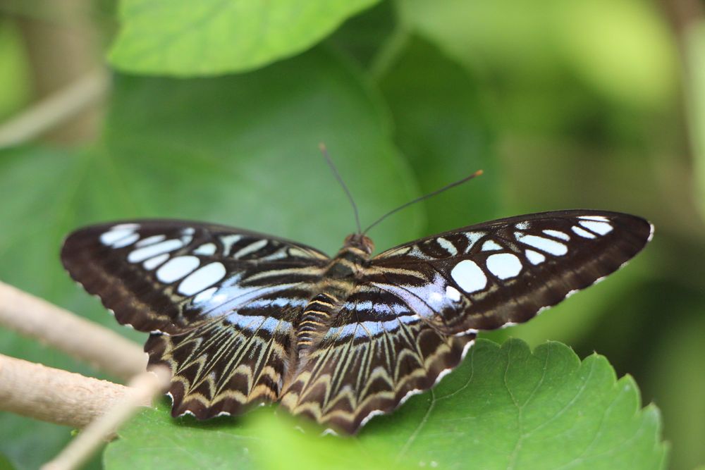 So leicht wie ein Schmetterling