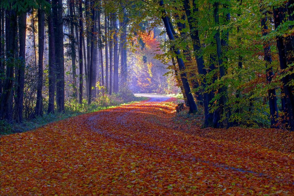 so leuchtet der Herbst