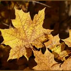 so leuchtet der Herbst