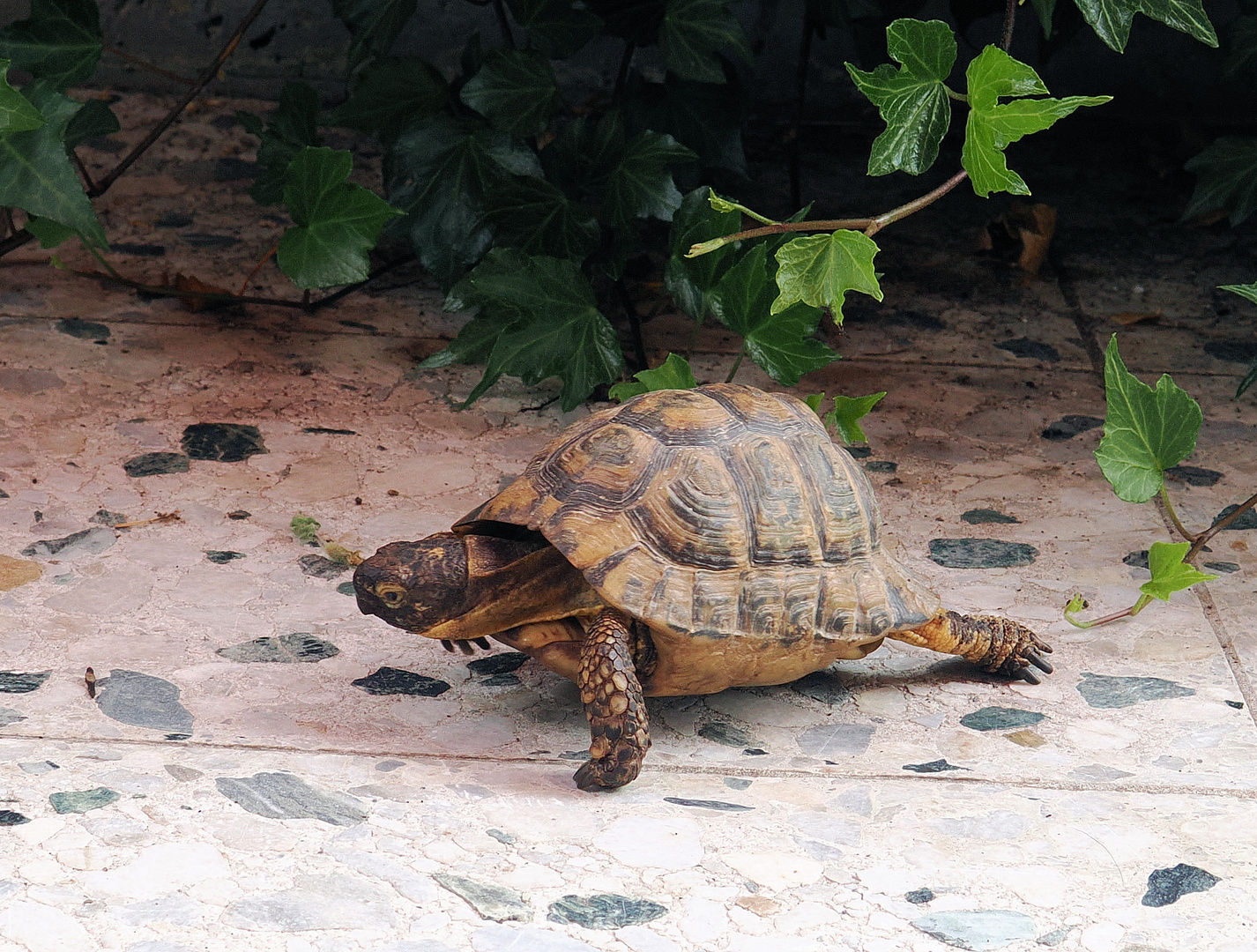 So Leute …bin zurück vom Tierarzt ….