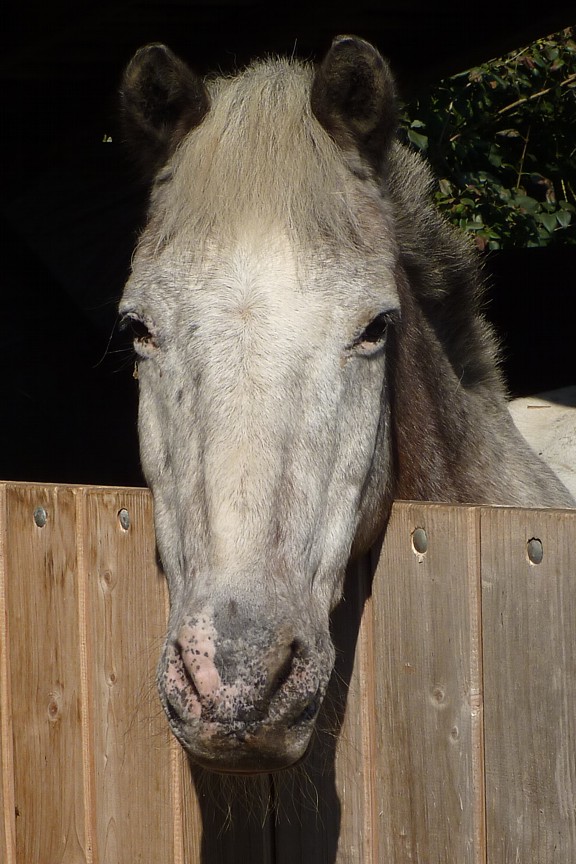 So lieb kann ein Pony schaun