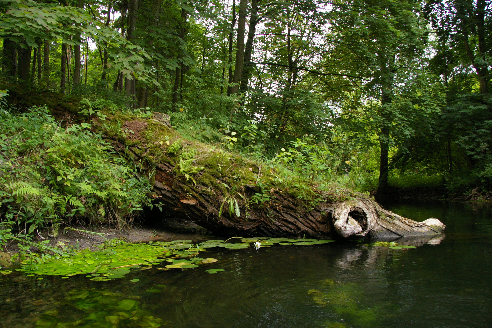 so look crocodiles in Poland !!!!!!!!!!!!!!!!!!!!!!!!