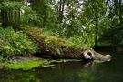 COM: so look crocodiles in Poland !!!!!!!!!!!!!!!!!!!!!!!! de JÓZEF OBERTANIEC 