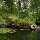 so look crocodiles in Poland !!!!!!!!!!!!!!!!!!!!!!!!