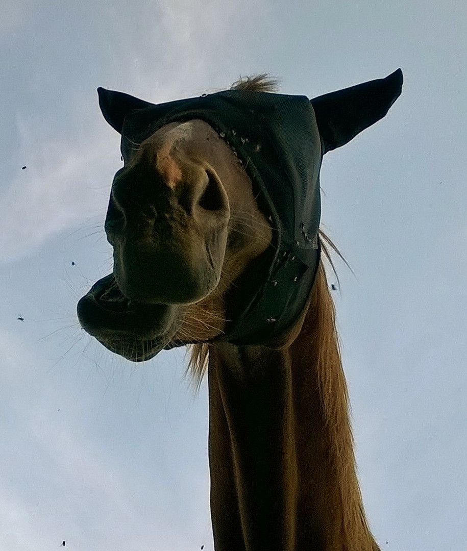 So lustig kann ein Pferd aussehen