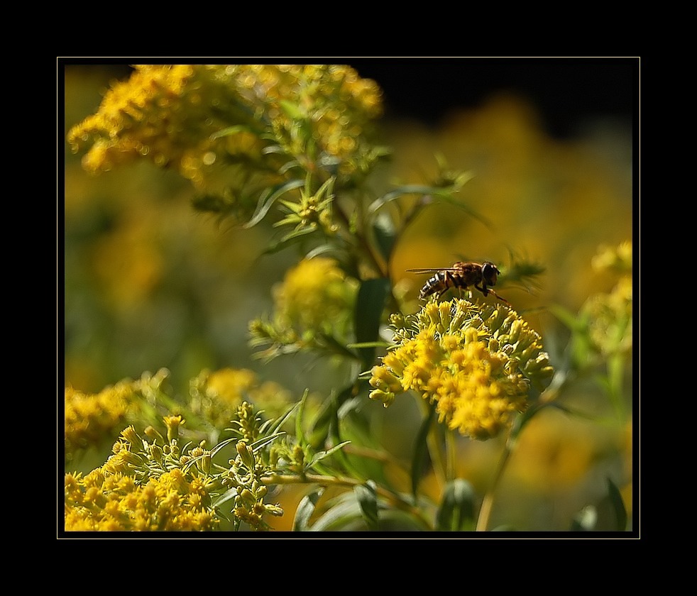 So machen es die Bienen ...