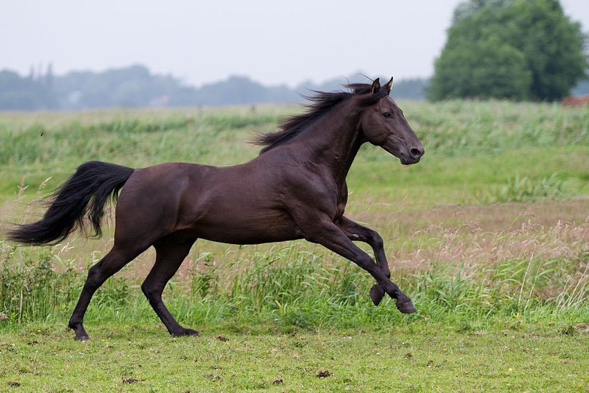 So macht Hengst sein Spaß Foto & Bild tiere, haustiere, pferde, esel