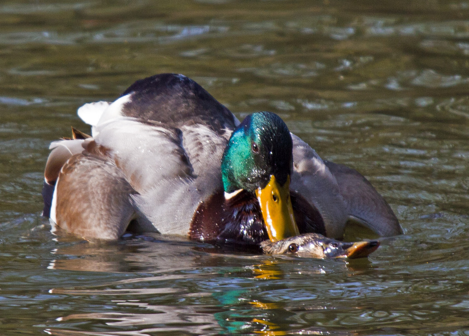 So macht man kleine Enten