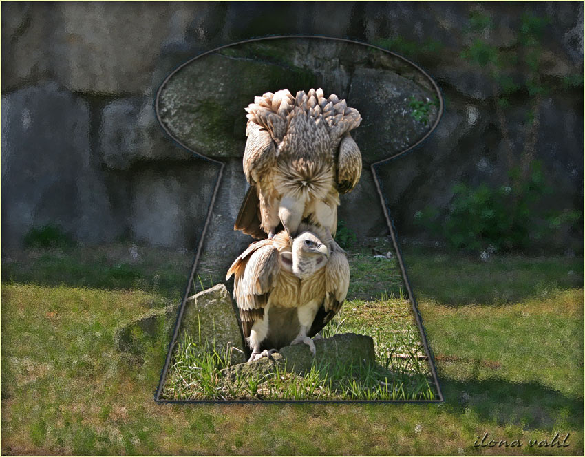 So Macht Man Kleine Geier Foto Bild Tiere Zoo Wildpark Falknerei Zoo Tierpark Bilder Auf Fotocommunity