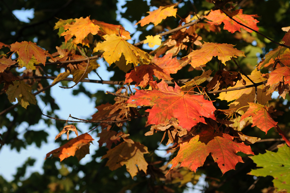 so mag ich den Herbst ...