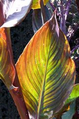 So malt die Natur / Canna-Blatt in der Kölner "Flora"