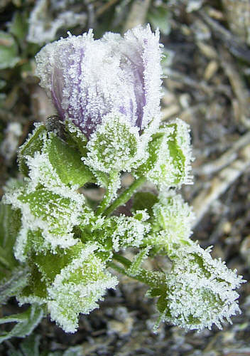 So manche Blüte trotzt dem Winter