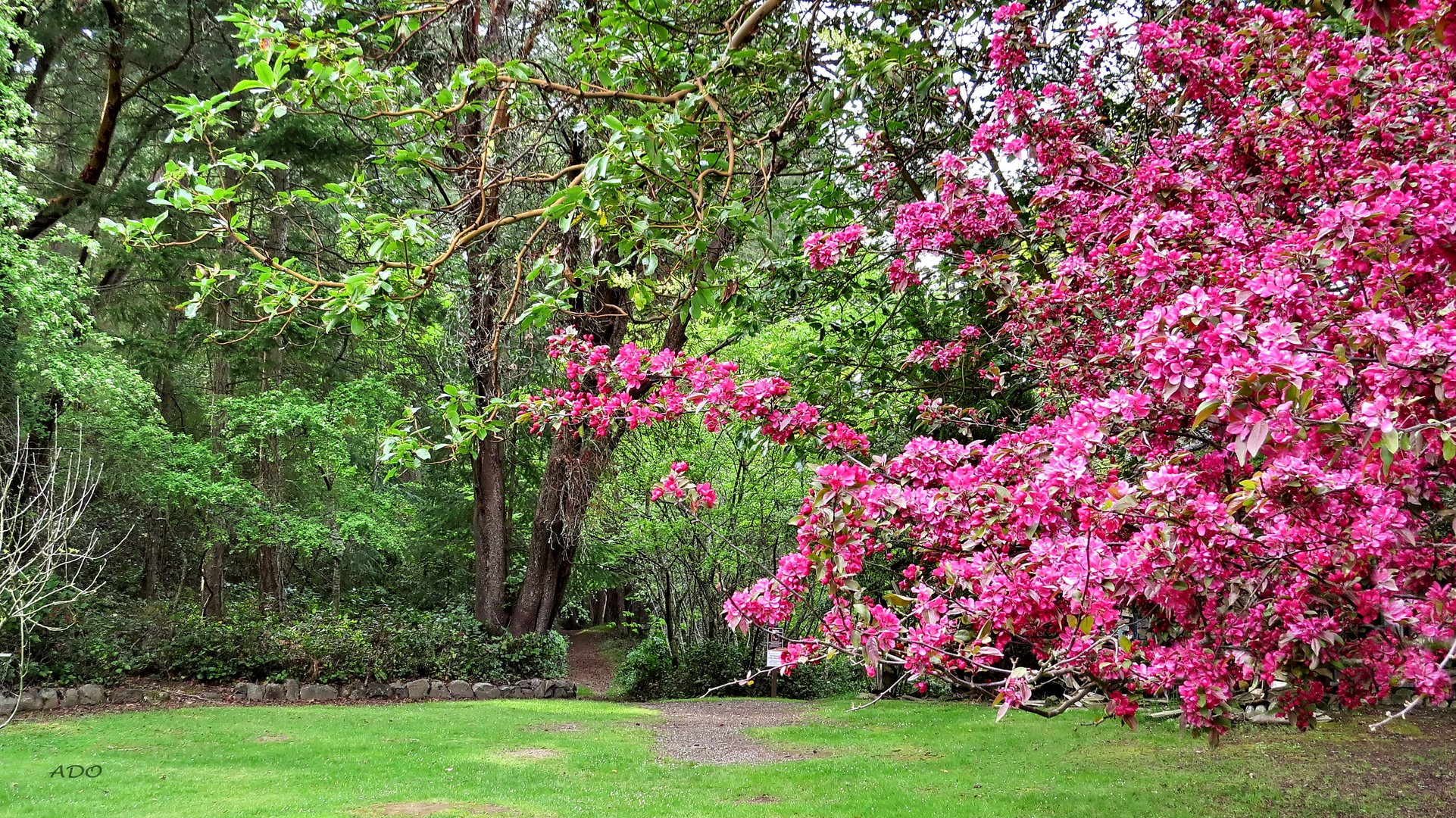 So Many Blossoms 