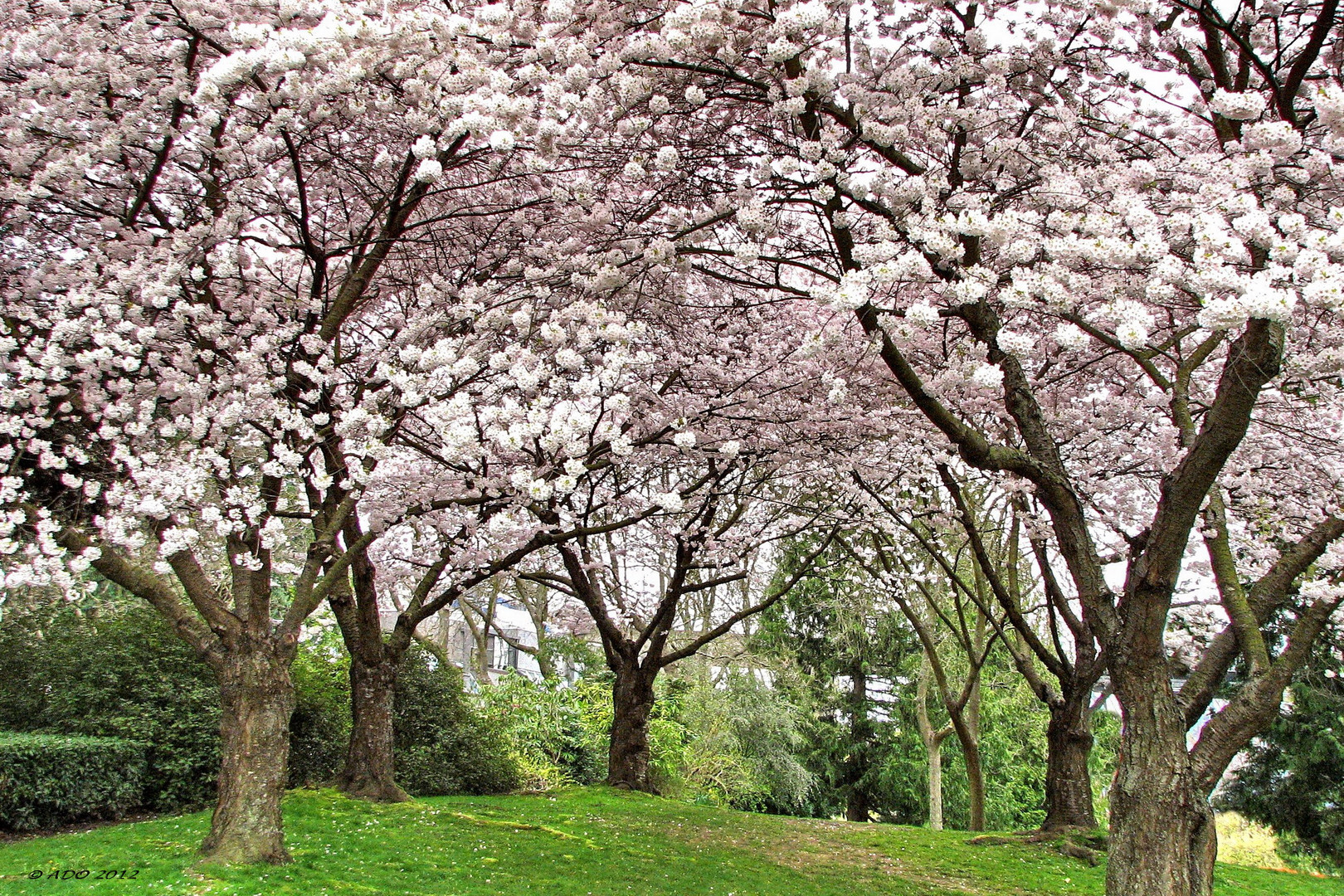 So Many Blossoms