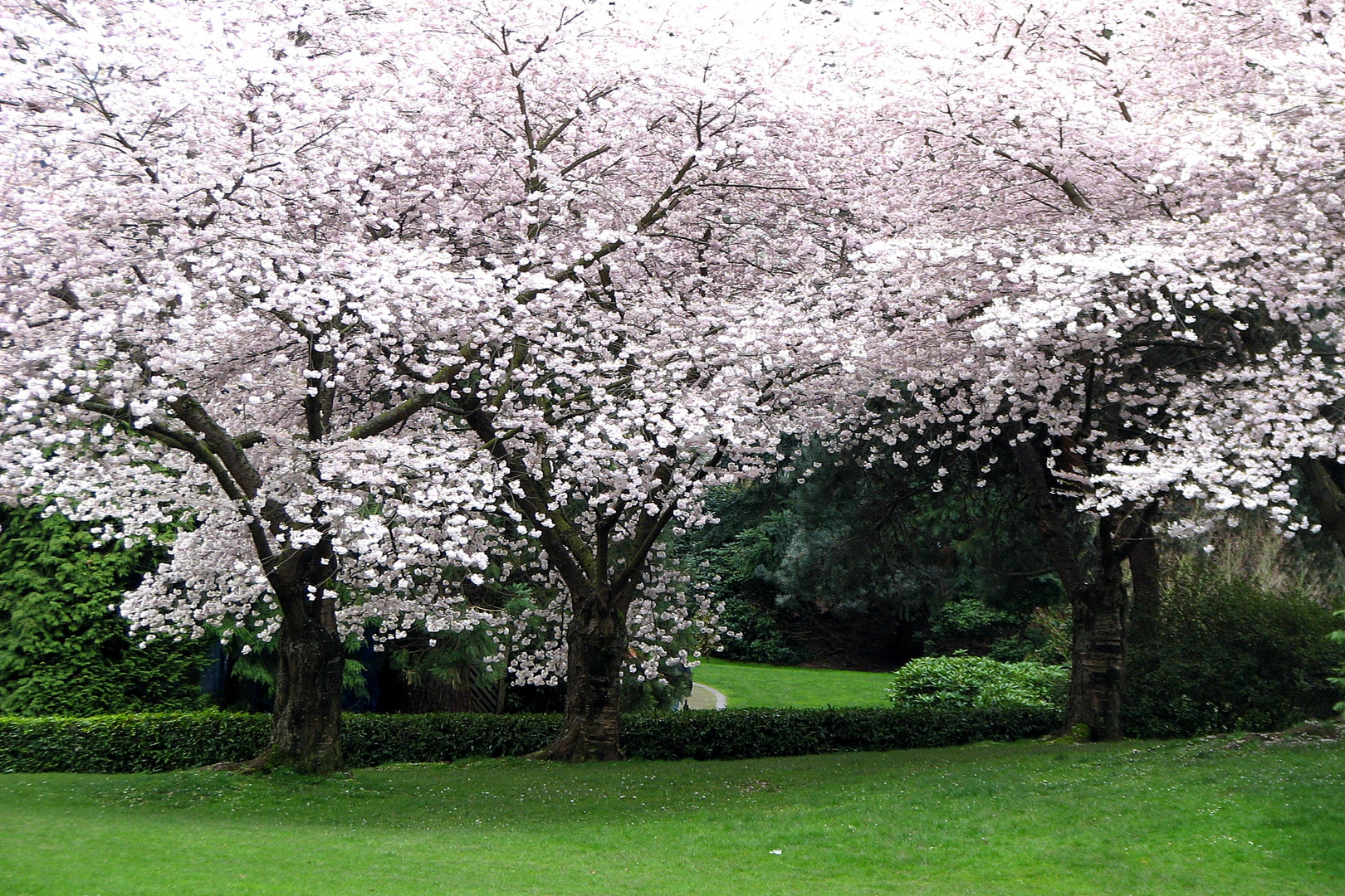 So Many Blossoms .......