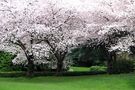 So Many Blossoms ....... by Adele D. Oliver