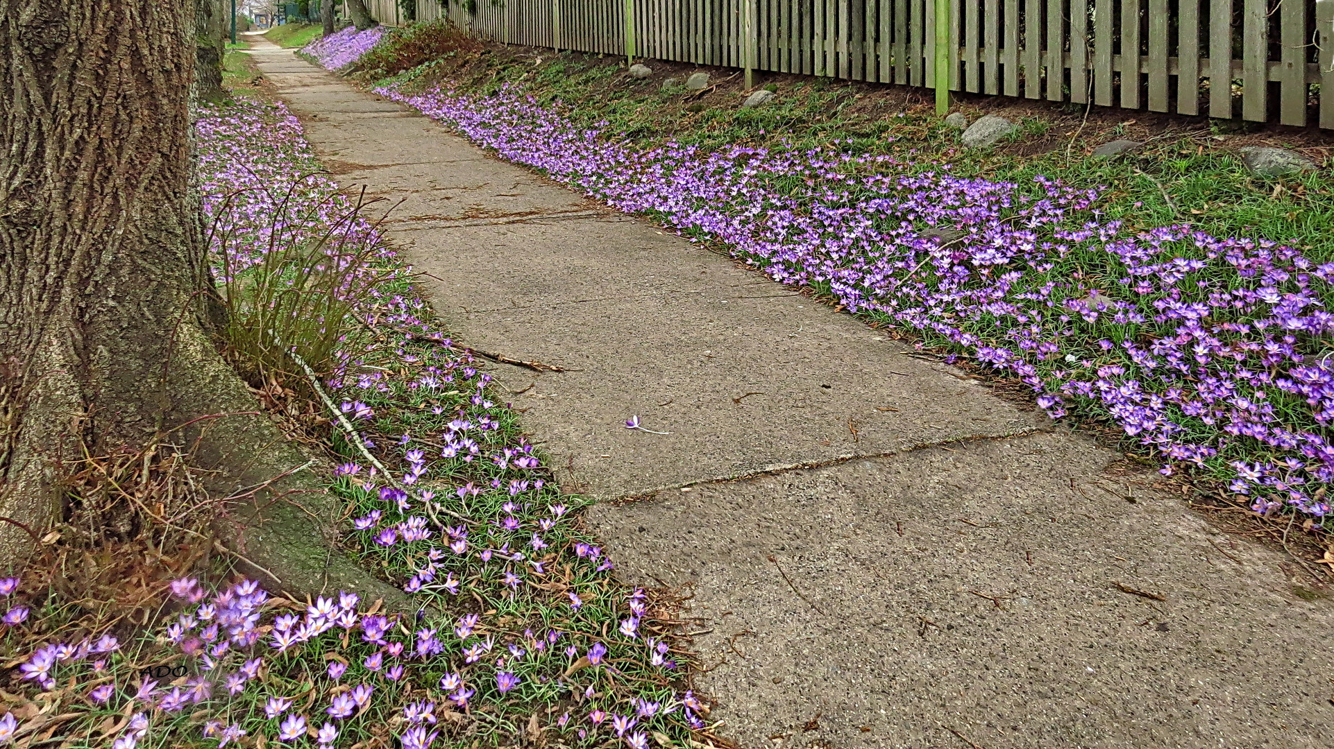 So Many Crocuses