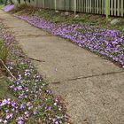 So Many Crocuses