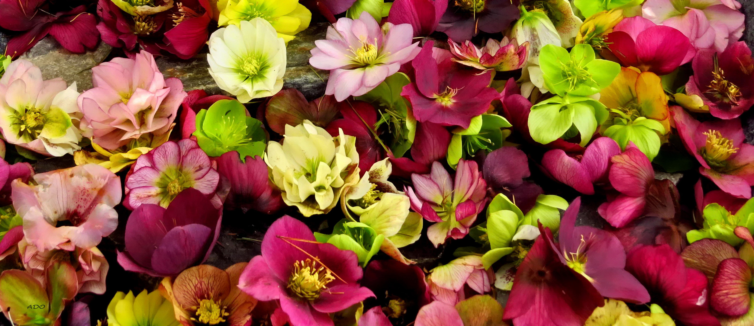 So Many Hellebores