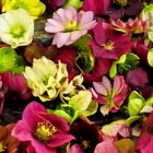 So Many Hellebores