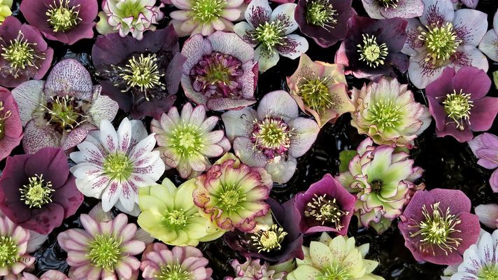 So Many Hellebores