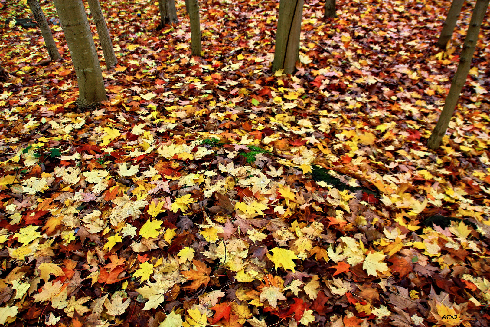 So Many Leaves