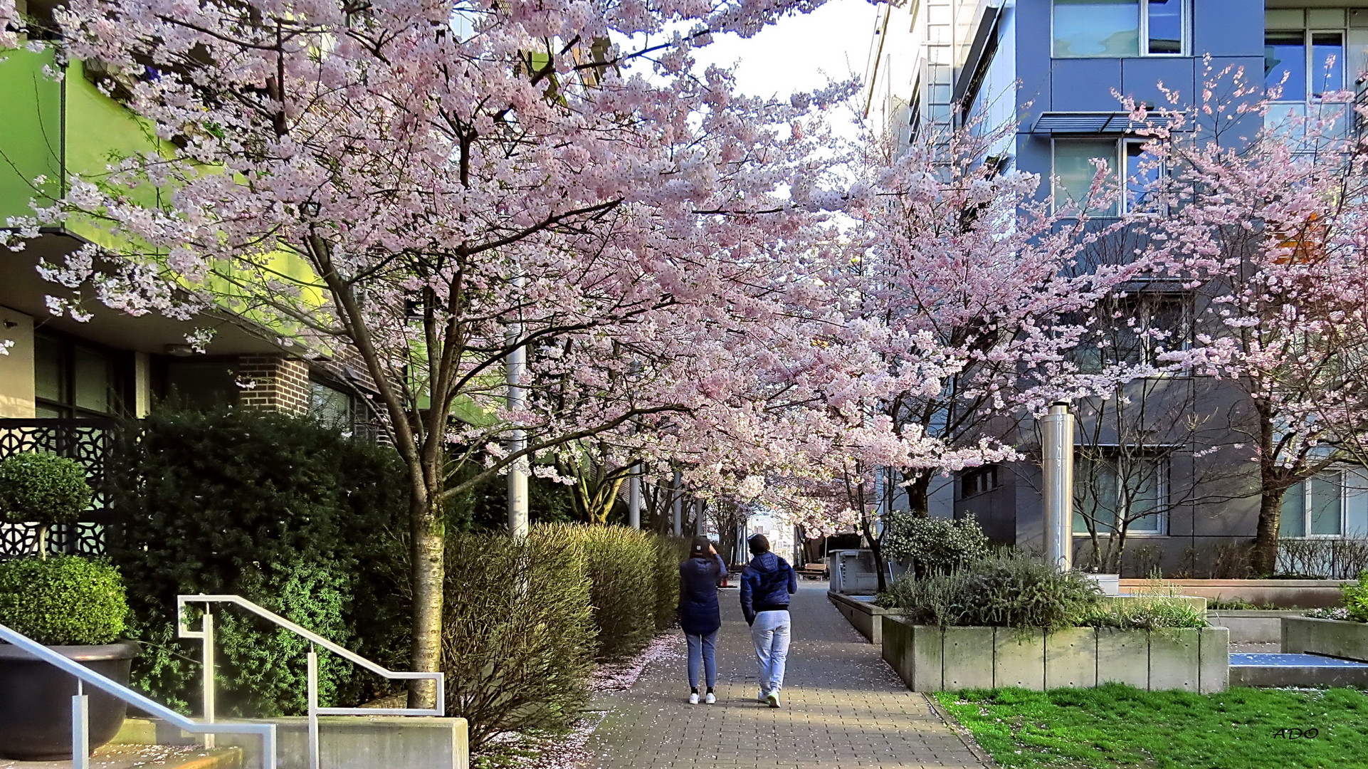 So Many Pink Blossoms