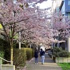 So Many Pink Blossoms