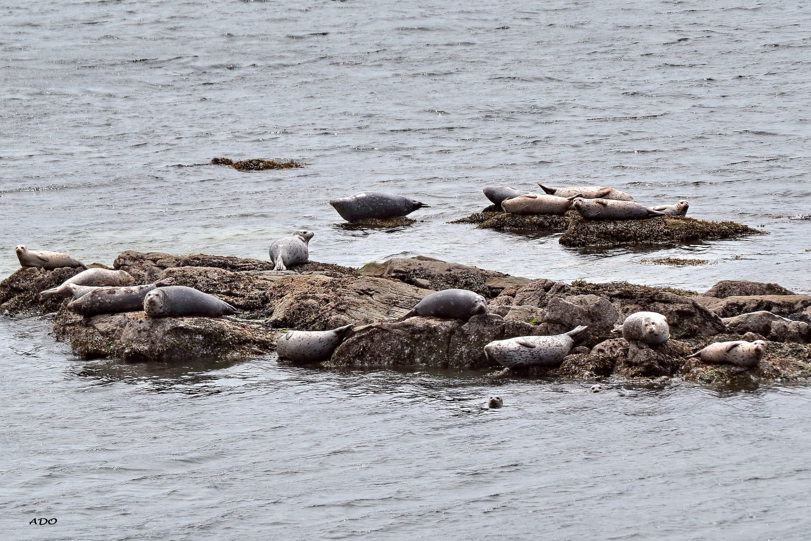 So Many Seals