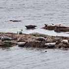 So Many Seals