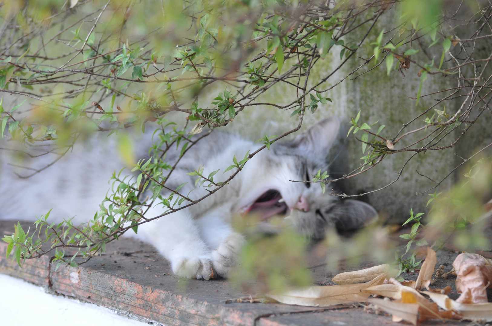 So müde muss Siesta halten, Katze in italien