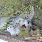 So müde muss Siesta halten, Katze in italien