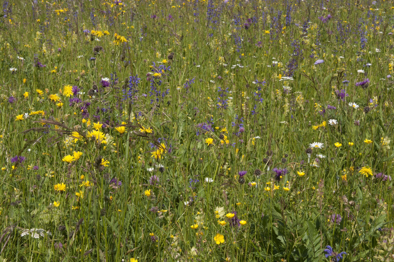 So muss "Blumen"- Wiese sein