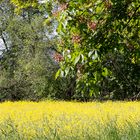 So muss der Frühling aussehen