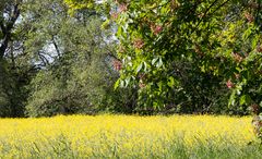 So muss der Frühling aussehen