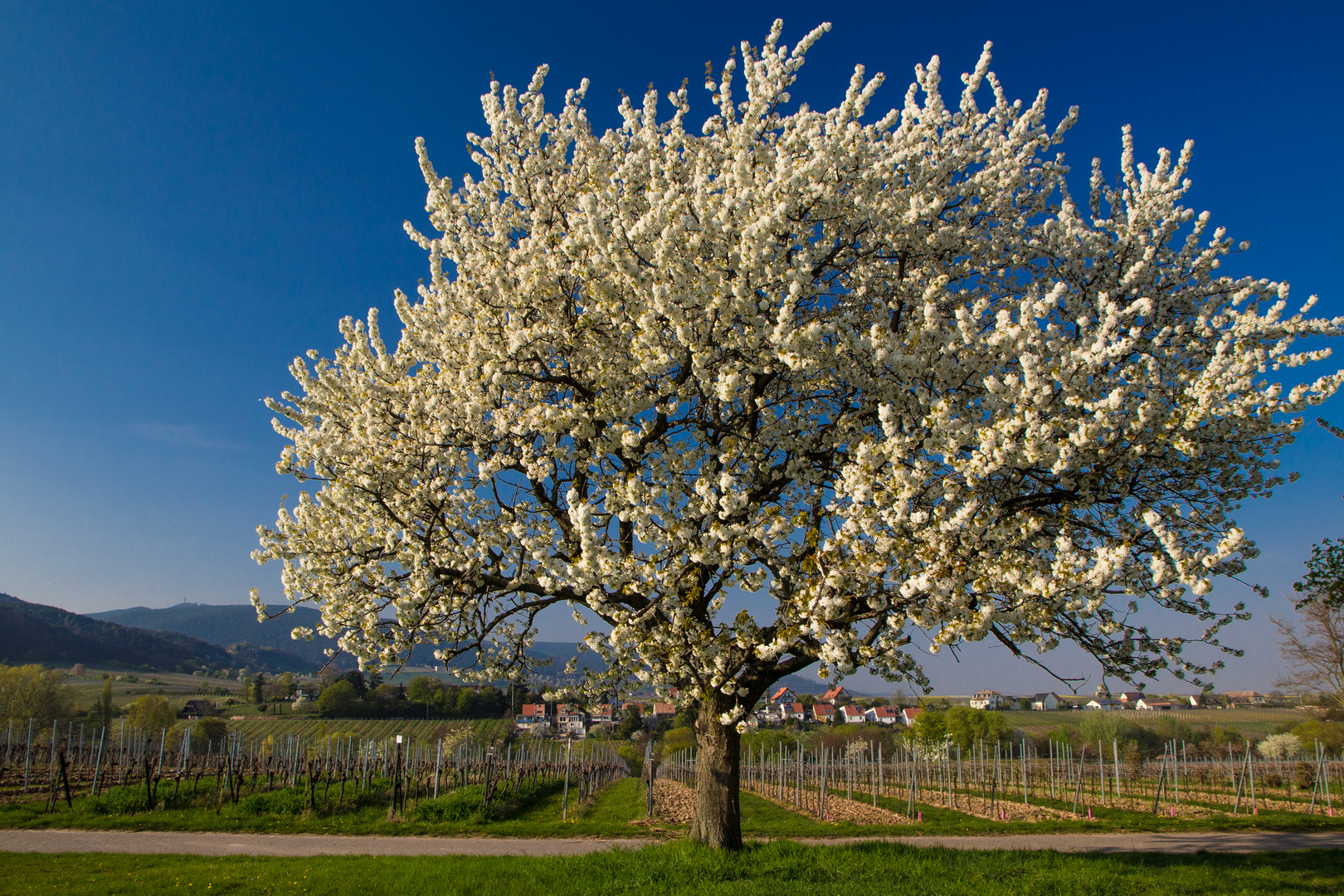 So muss Frühling 